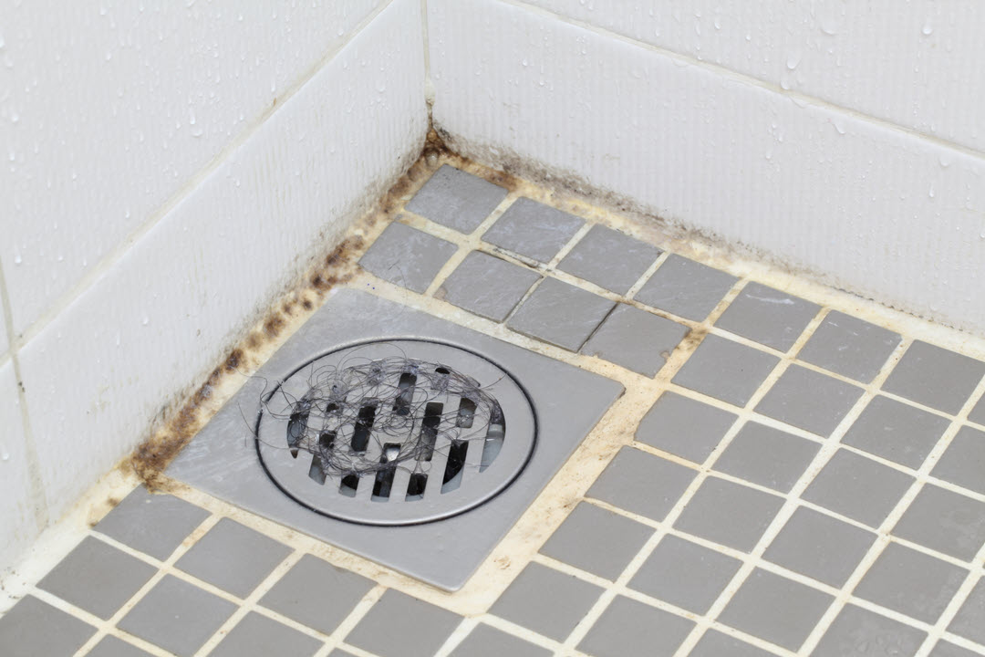 Mold Prevention for Bathrooms - Hanover NH Home Cleaning Mold Prevention for Bathrooms - Hanover NH Home Cleaning